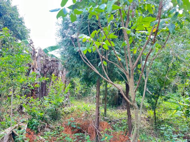 嘉義竹崎農地-6