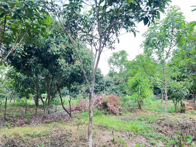 嘉義竹崎農地-7