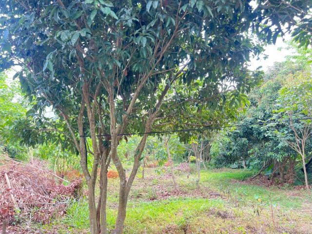 嘉義竹崎農地-8