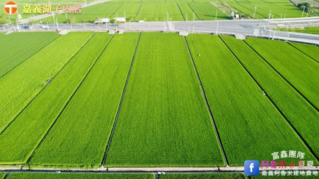 嘉義大林農地-2