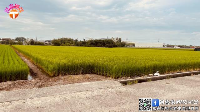 嘉義新港農地-2