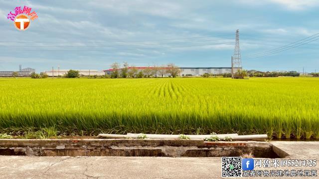 嘉義新港農地-3