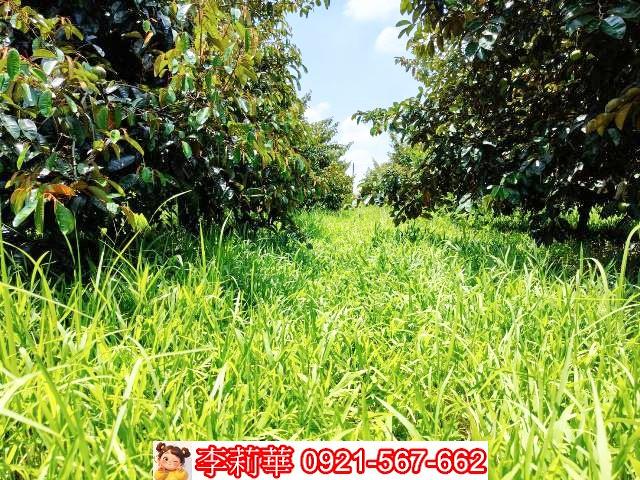 台南大內農地-11