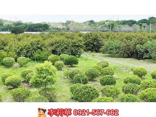 台南大內農地-13