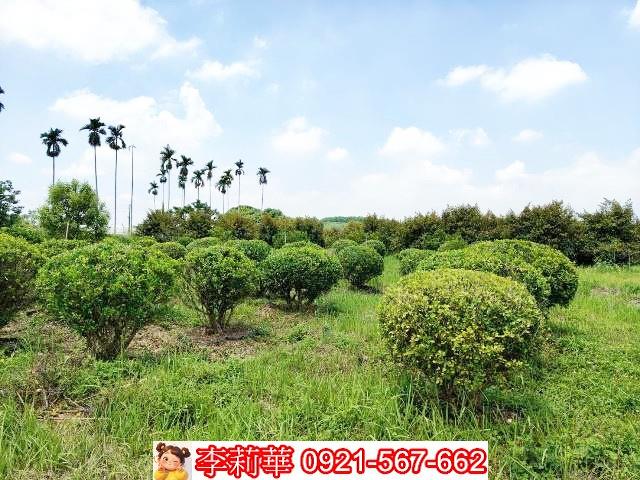 台南大內農地-14