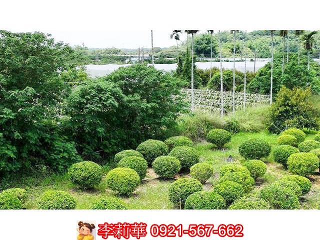 台南大內農地-4