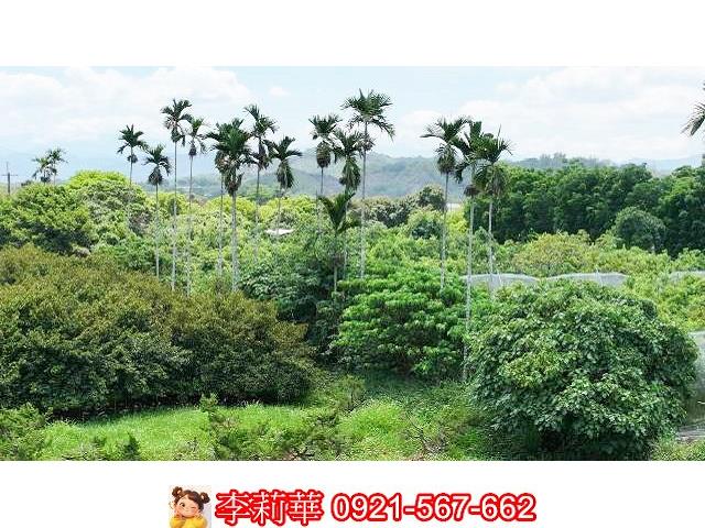 台南大內農地-5