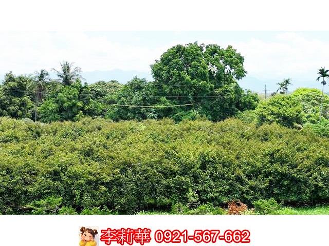 台南大內農地-6