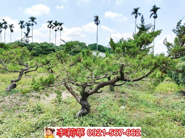 台南大內農地-9