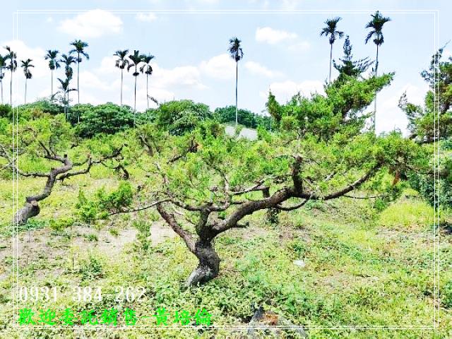 大內區牛奶果園大農地