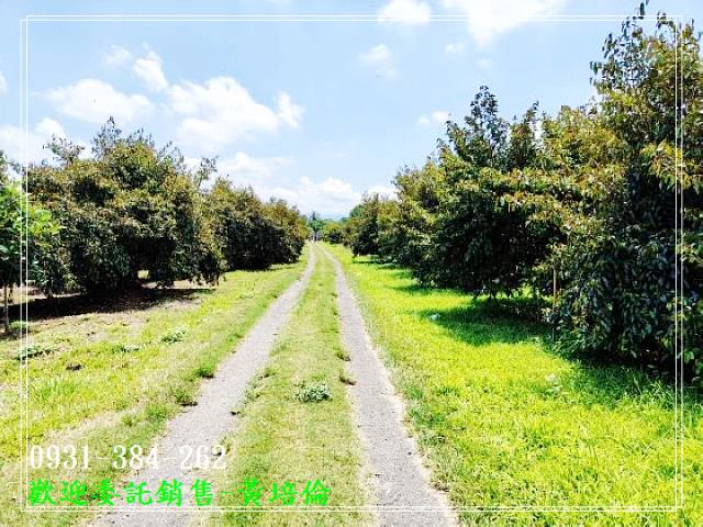 大內區牛奶果園大農地