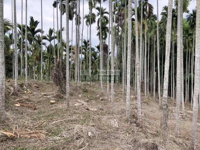 嘉義中埔農地-11