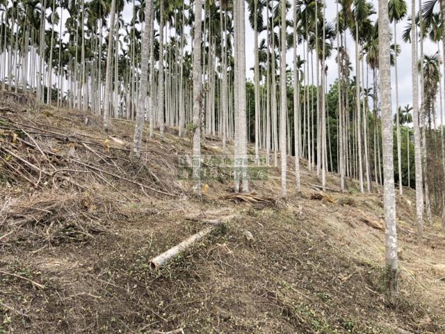 嘉義中埔農地-6