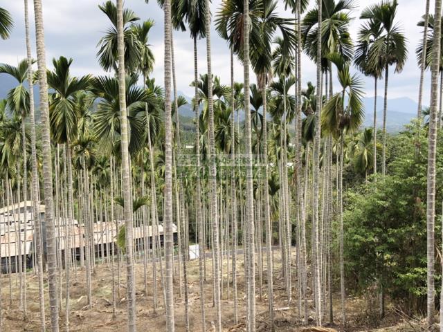 嘉義中埔農地-8