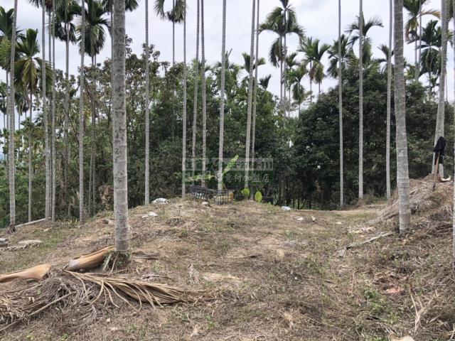 嘉義中埔農地-9