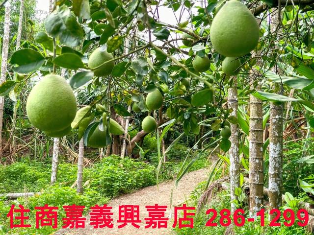 嘉義竹崎農地-2