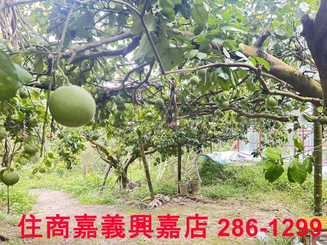 嘉義竹崎農地-3