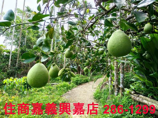 嘉義竹崎農地-5