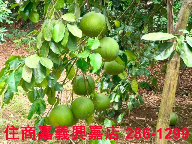 嘉義竹崎農地-6