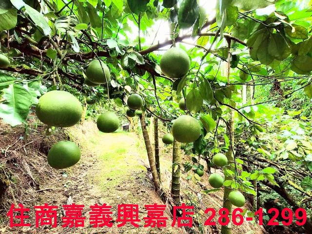 嘉義竹崎農地-7