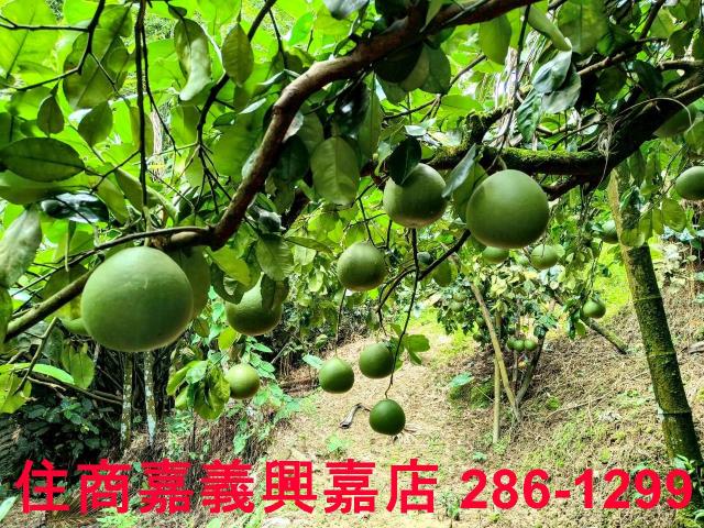 嘉義竹崎農地-8