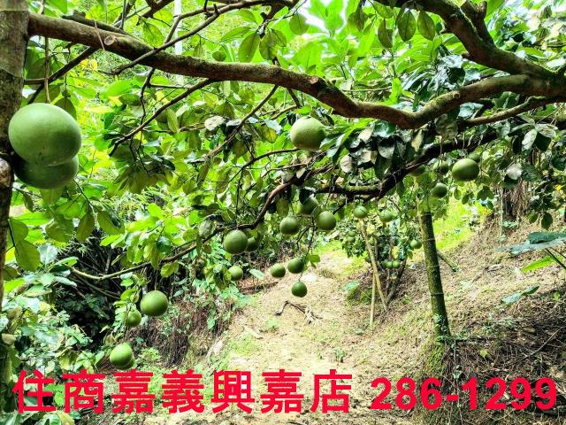 嘉義竹崎農地-9