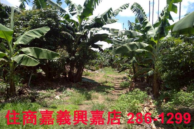 嘉義番路農地-3