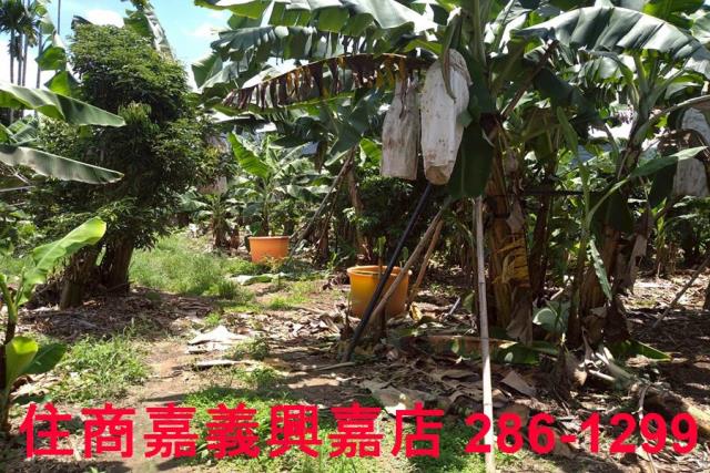 嘉義番路農地-4