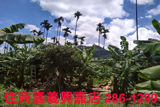 嘉義番路農地-6