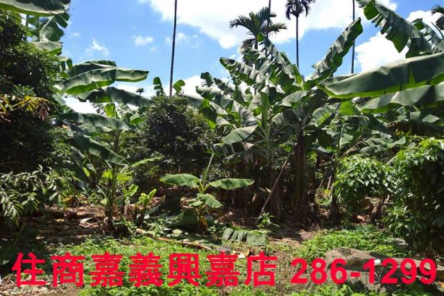 嘉義番路農地-8