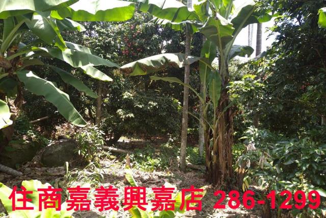 嘉義番路農地-9