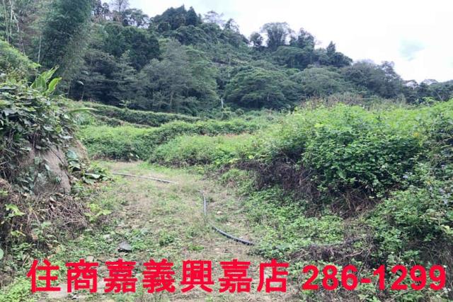 嘉義梅山農地-8