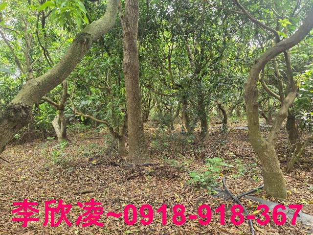 嘉義六腳農地-4