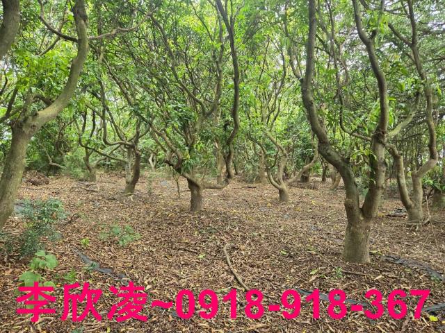 嘉義六腳農地-7