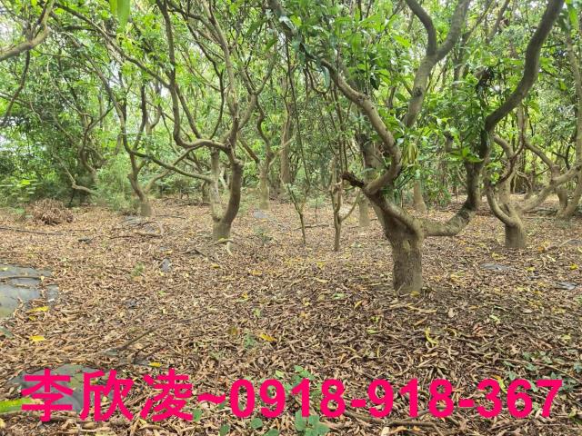 嘉義六腳農地-8