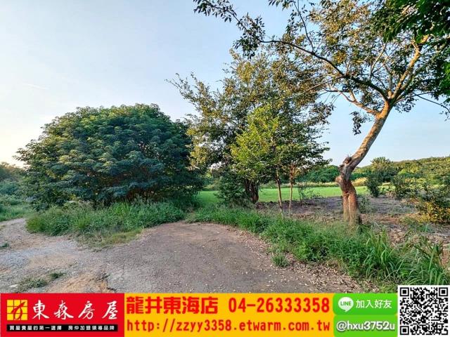 台中龍井旱-2