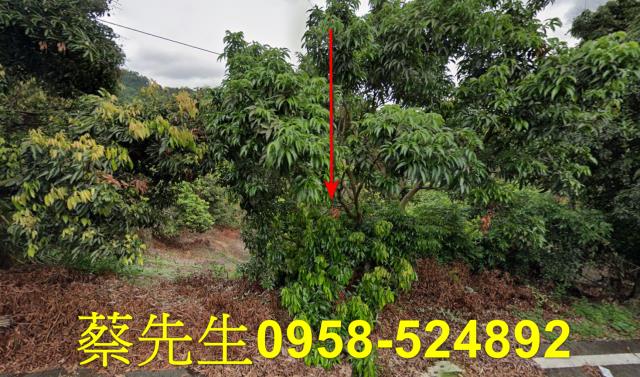 霧峰法拍農地-9
