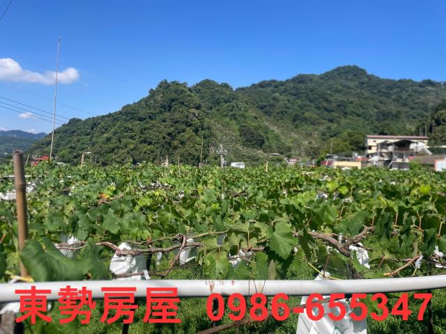 新社農地-2