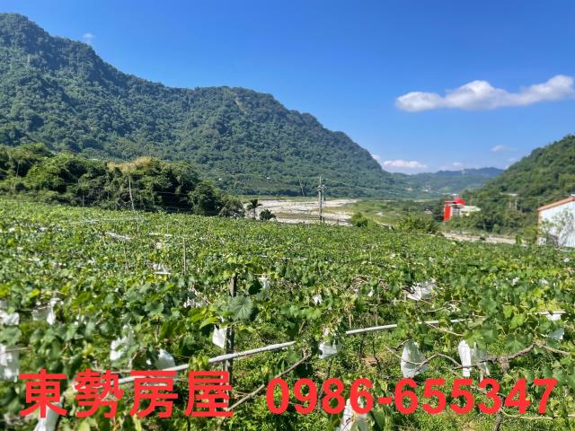 新社農地-4