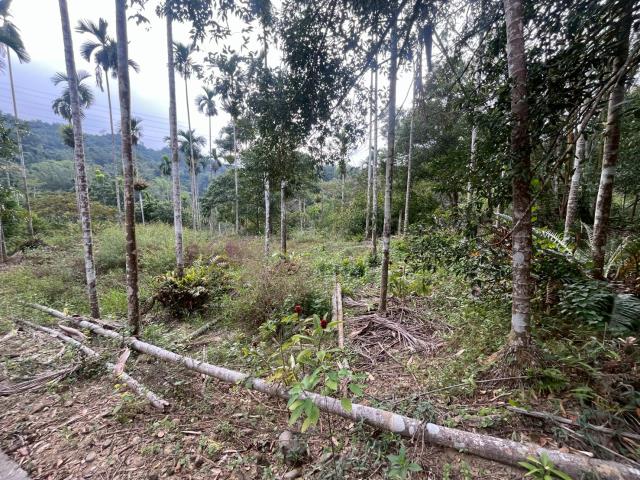 南投鹿谷農地-12