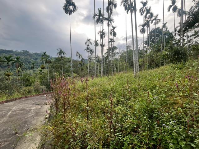 南投鹿谷農地-7