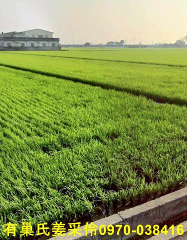 嘉義溪口農地-1